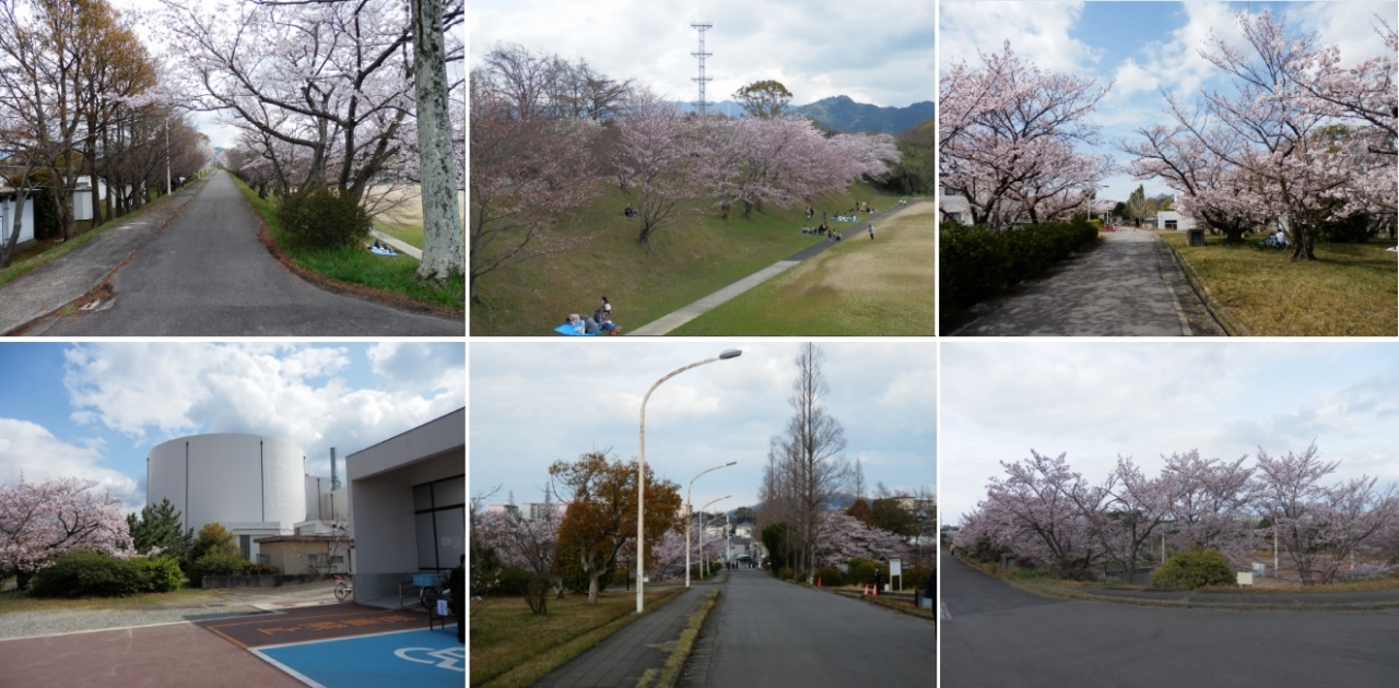 20160403原子炉桜