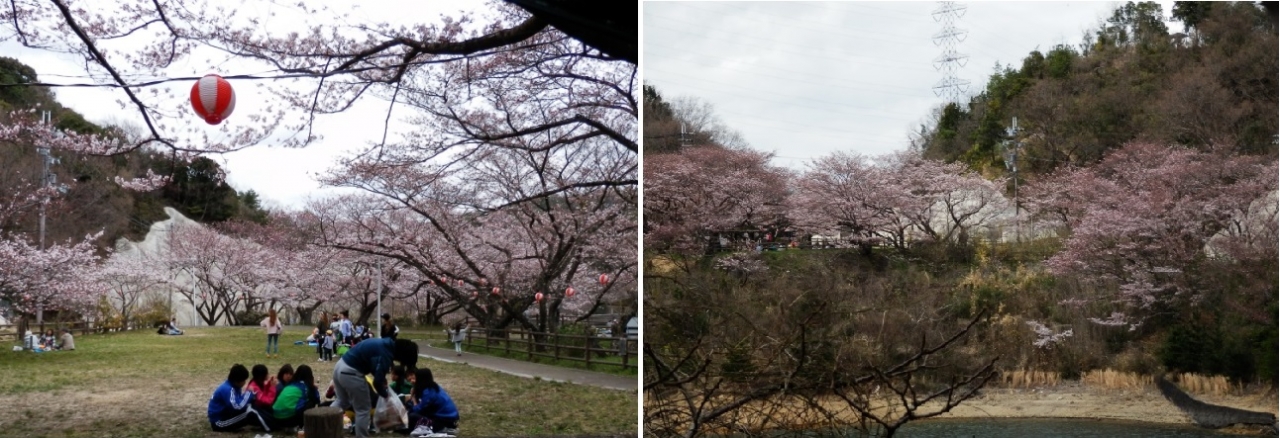 20170406永楽ダムの桜photo