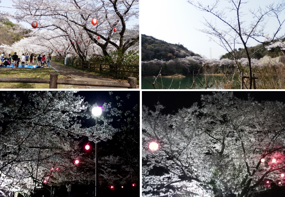 201803桜(永楽ダム)桜写真
